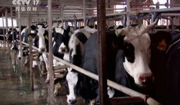 临海爆料牛夫人被打视频,牛夫人被打视频引发热议